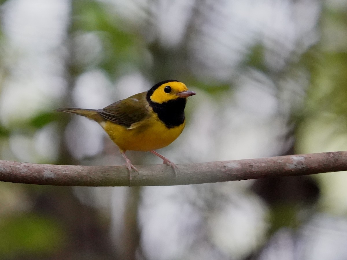 Hooded Warbler - ML646379322