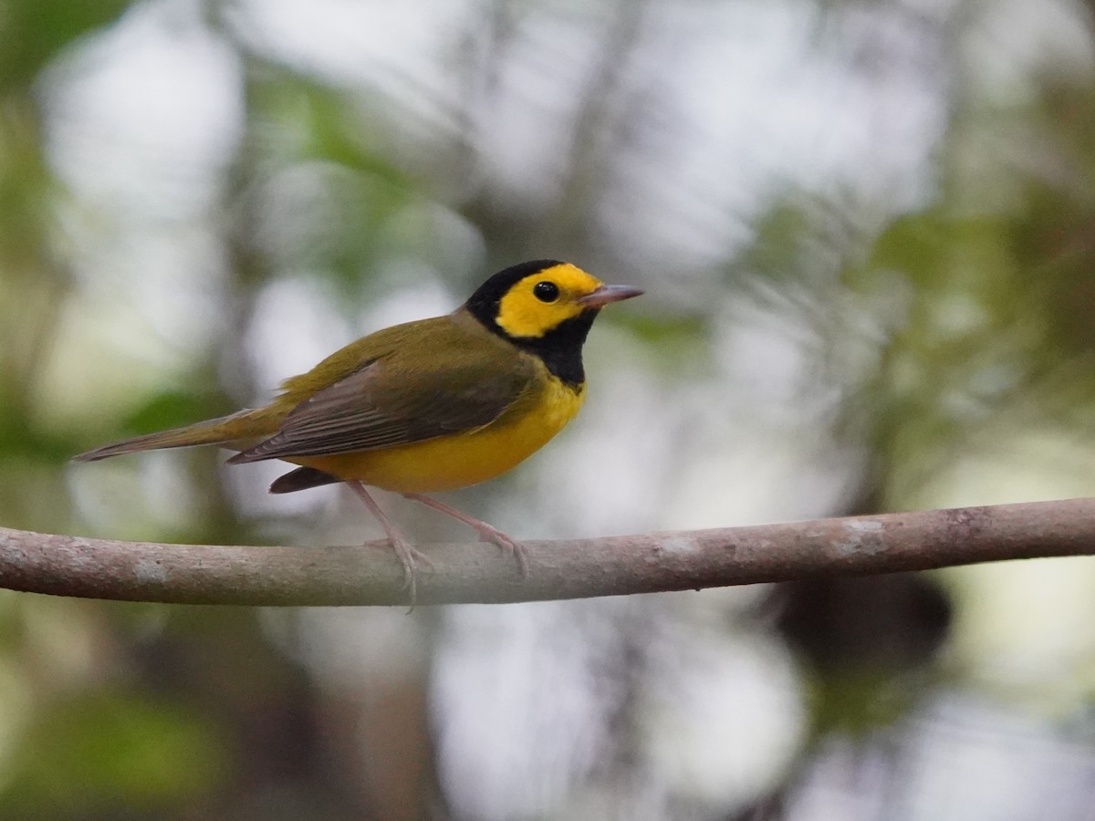 Hooded Warbler - ML646379323