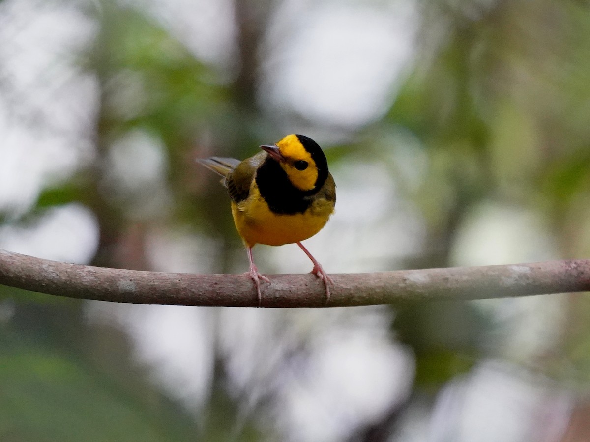 Hooded Warbler - ML646379324