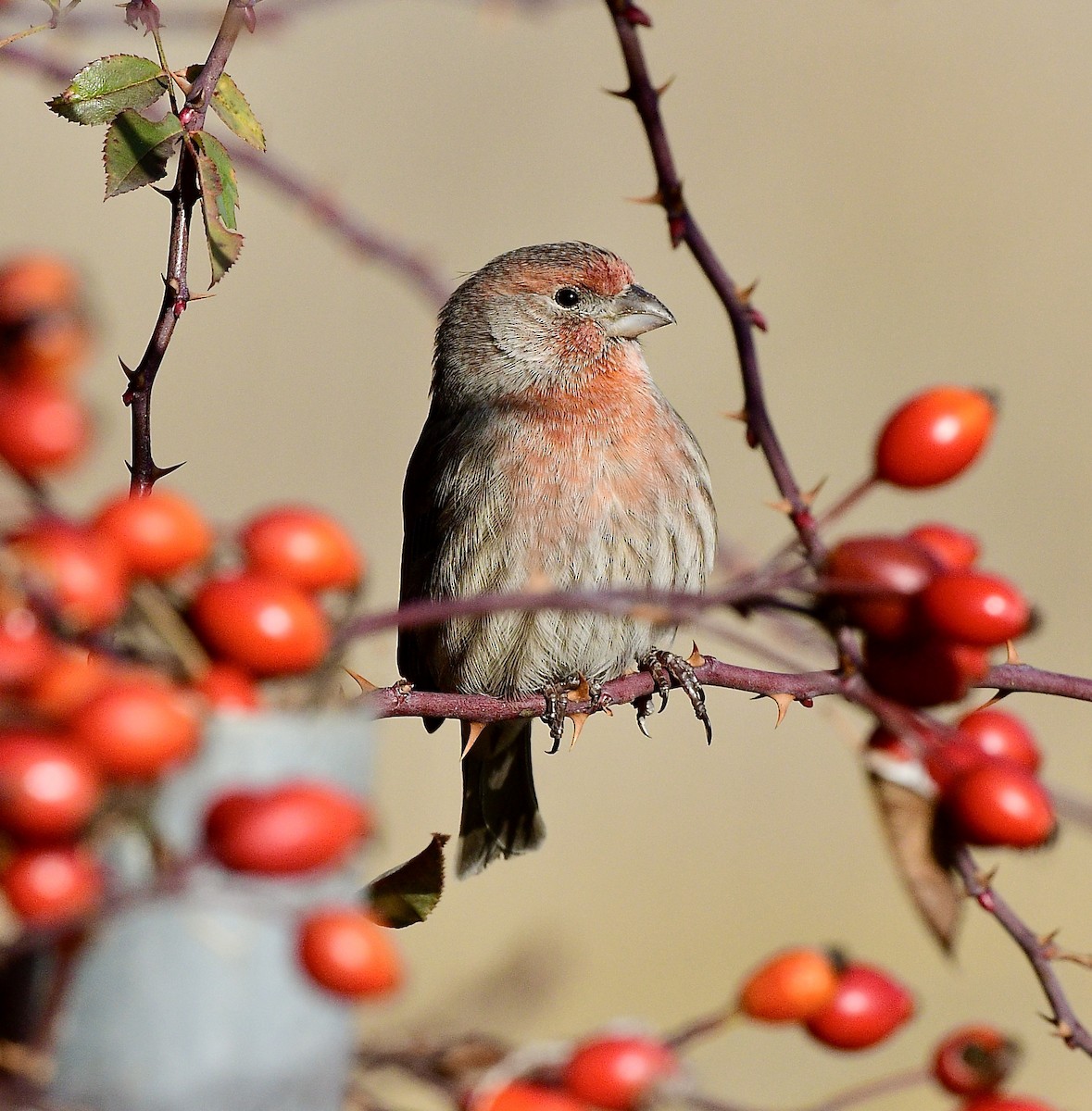 House Finch - ML646379325