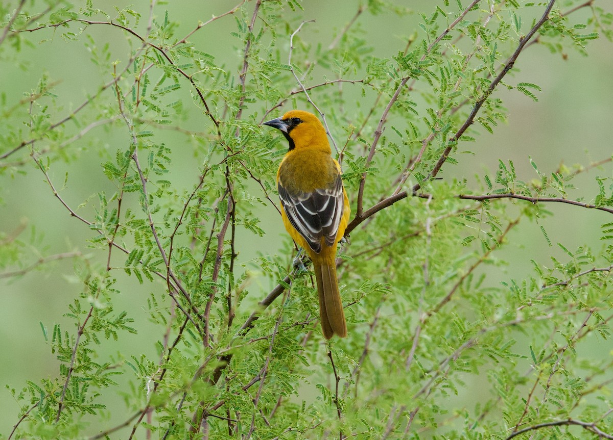 Altamira Oriole - ML646379326