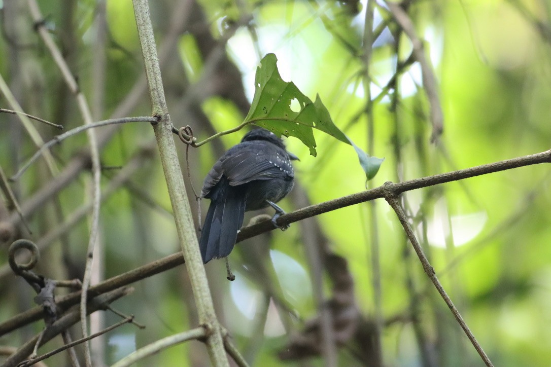 Black-hooded Antshrike - ML646379327