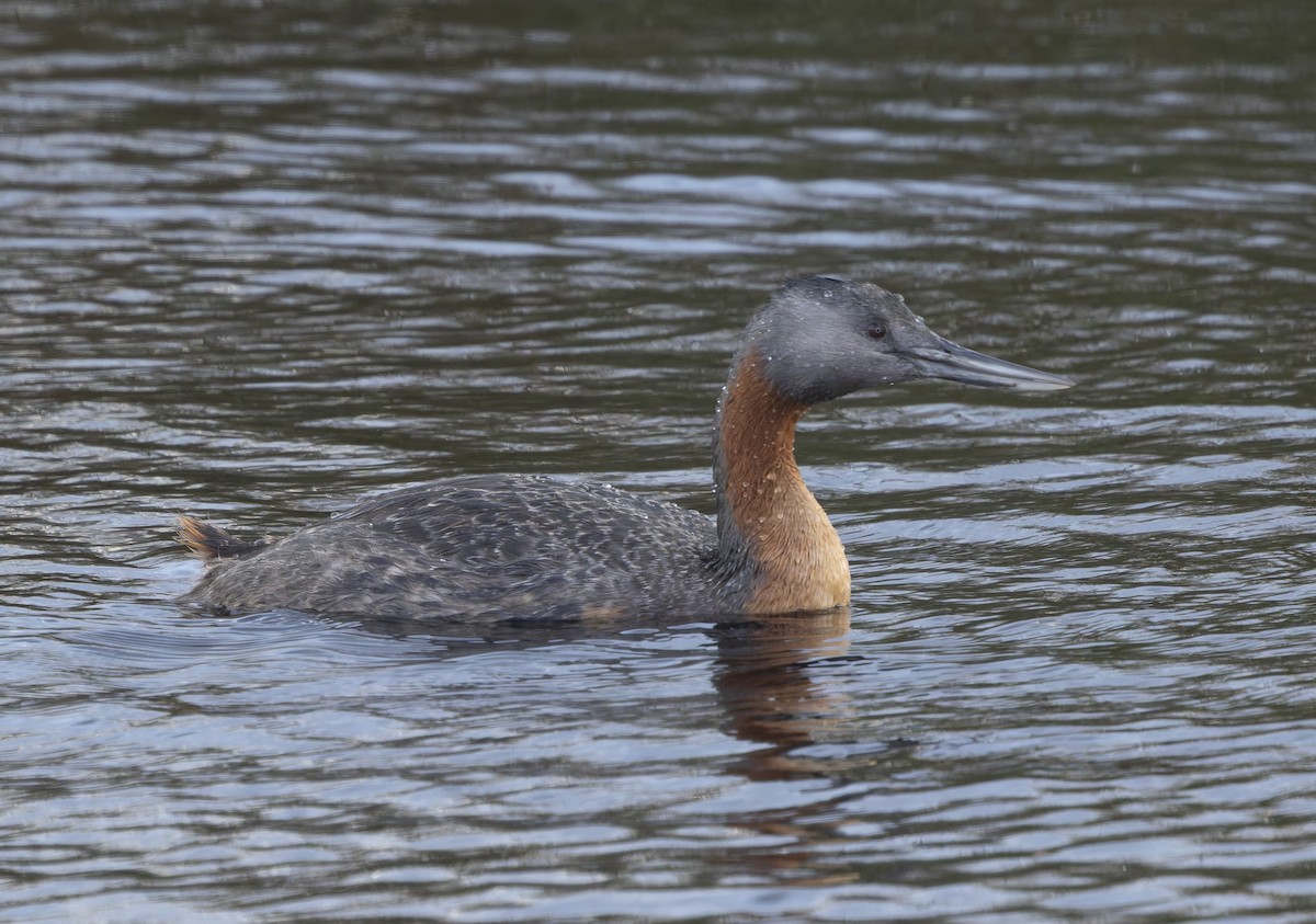 Great Grebe - ML646379329