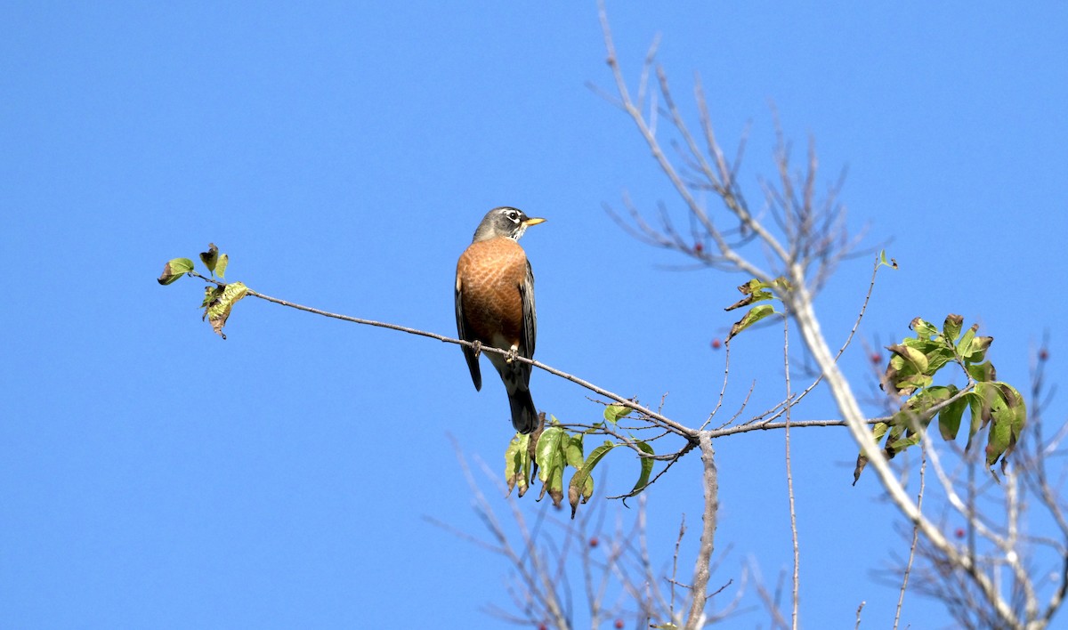 American Robin - ML646379330