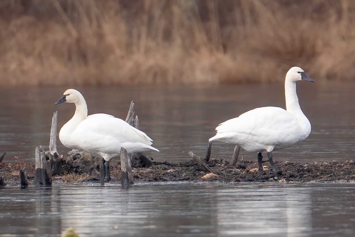 Cygne siffleur (columbianus) - ML646379331