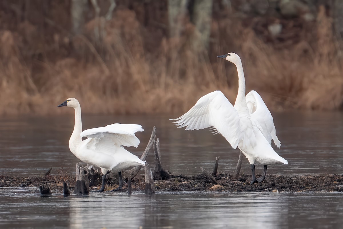 Cygne siffleur (columbianus) - ML646379332