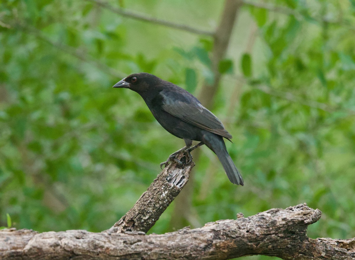 Bronzed Cowbird (Bronzed) - ML646379334