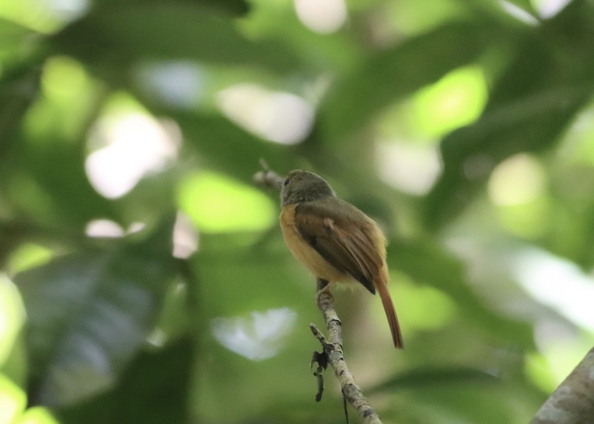 Ruddy-tailed Flycatcher - ML646379336