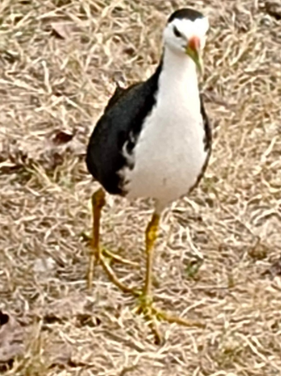 White-breasted Waterhen - ML646379348