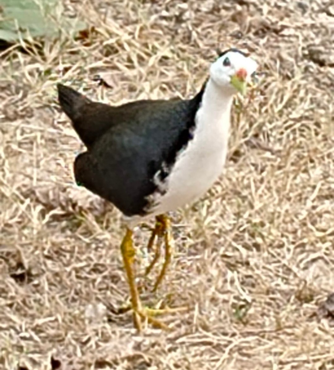 White-breasted Waterhen - ML646379349
