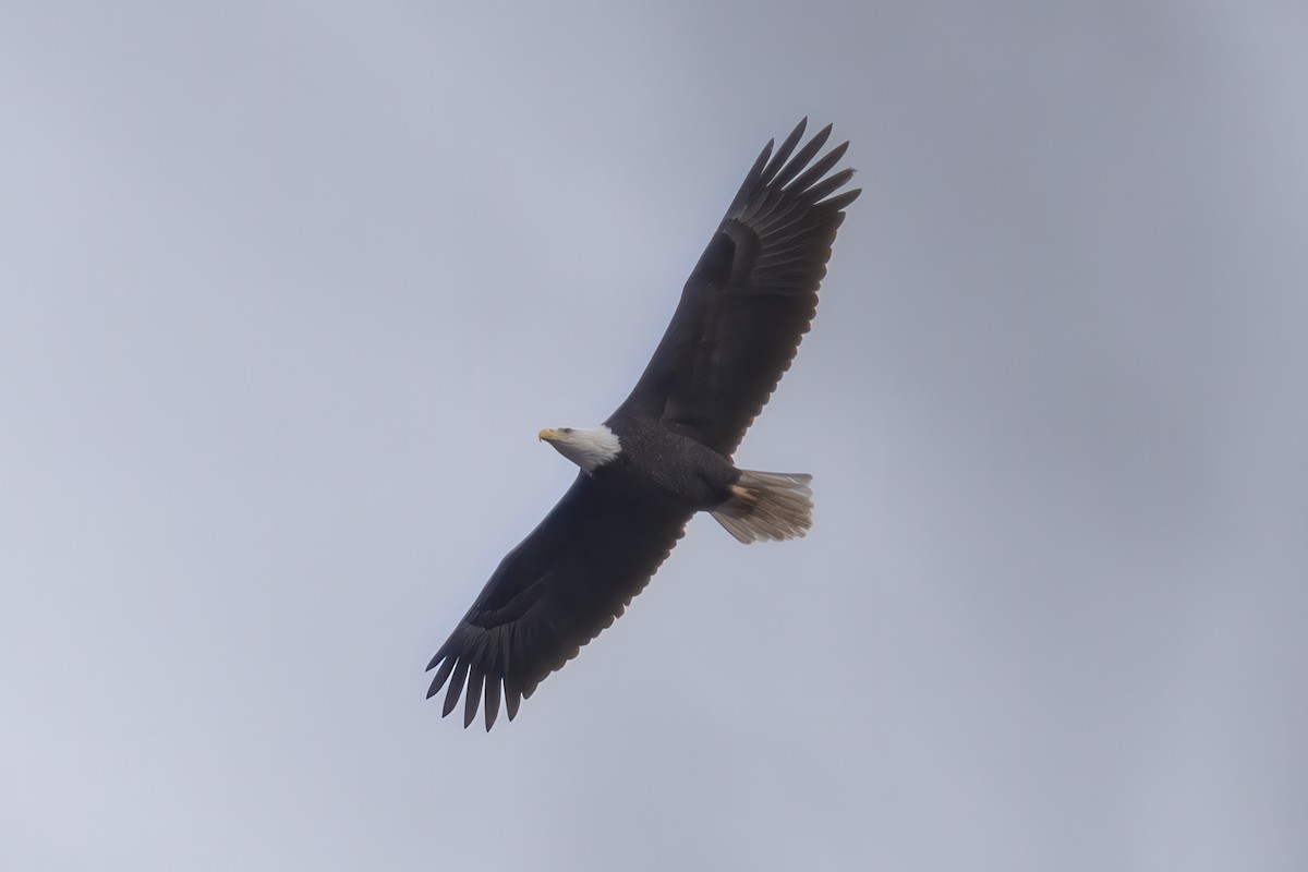 Pygargue à tête blanche - ML646379351