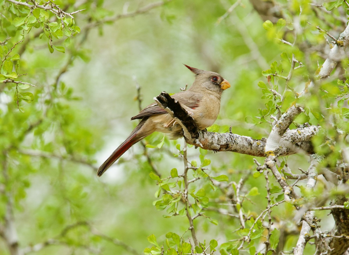 Pyrrhuloxia - ML646379353
