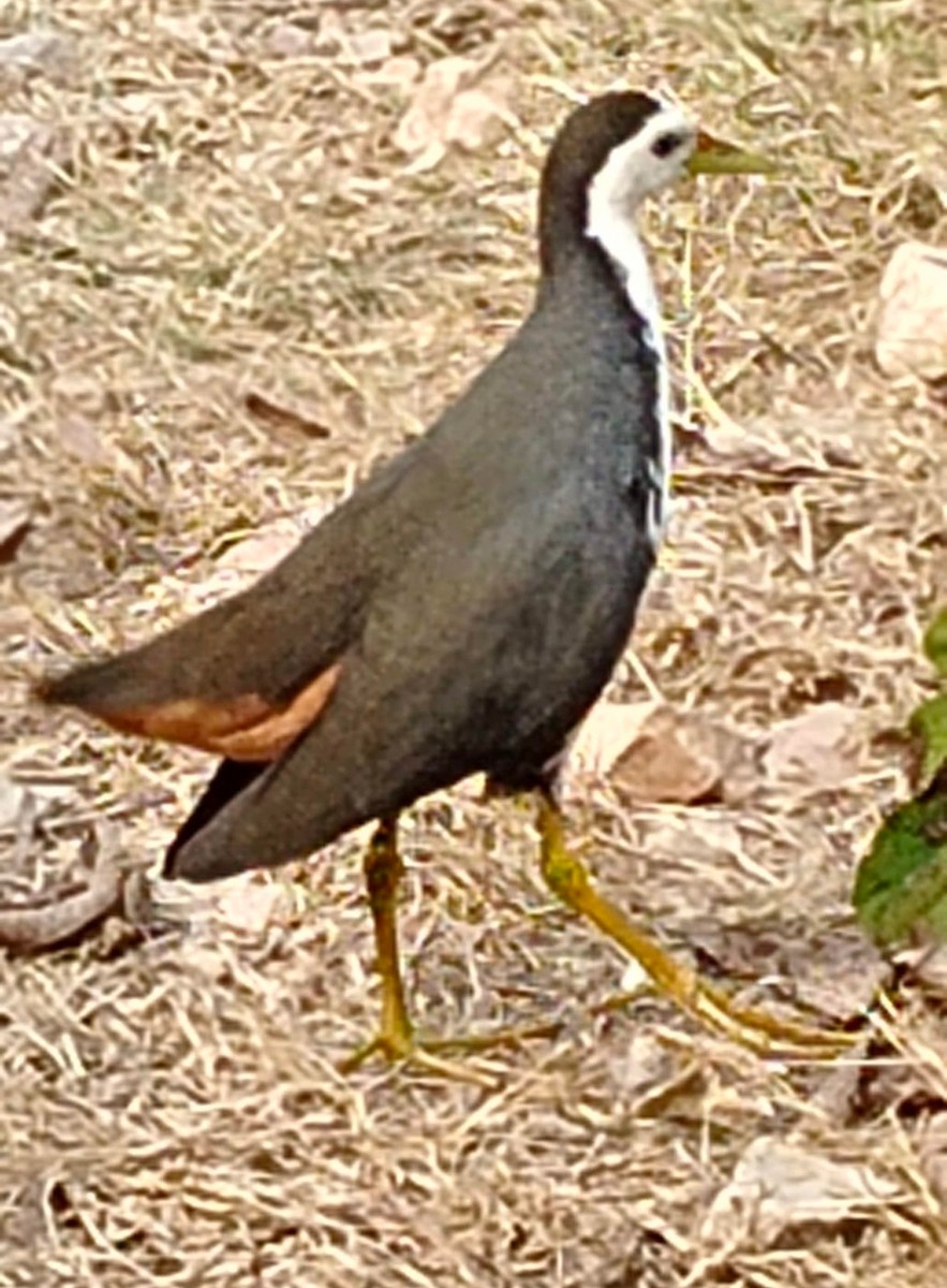 White-breasted Waterhen - ML646379355