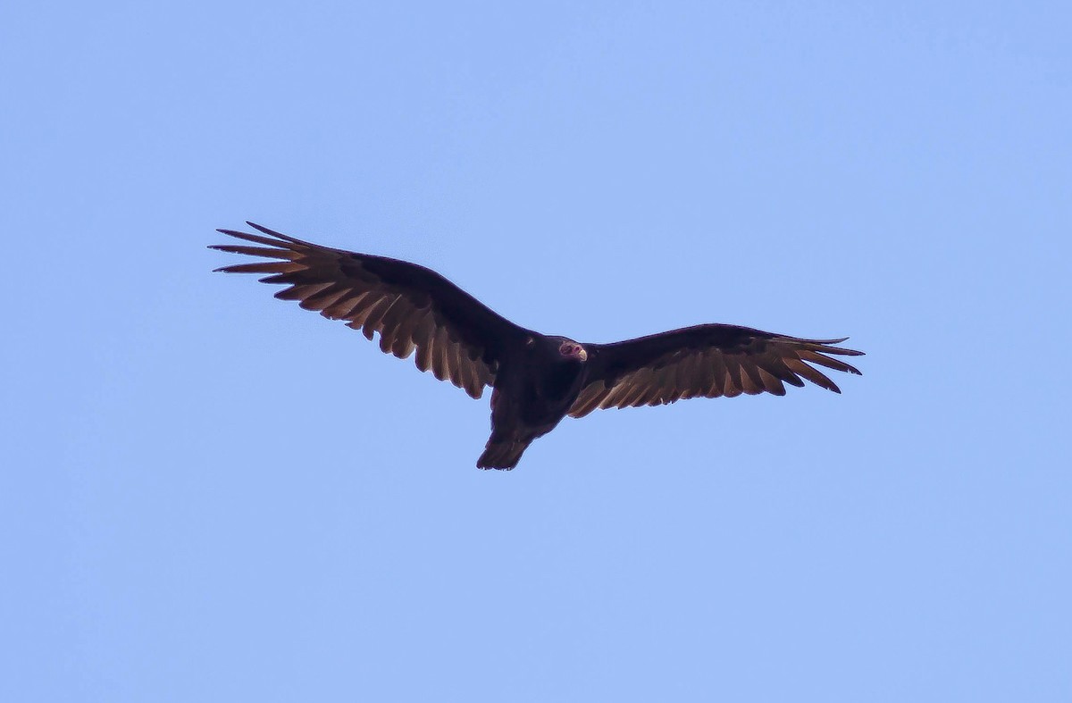 Turkey Vulture - ML646379356
