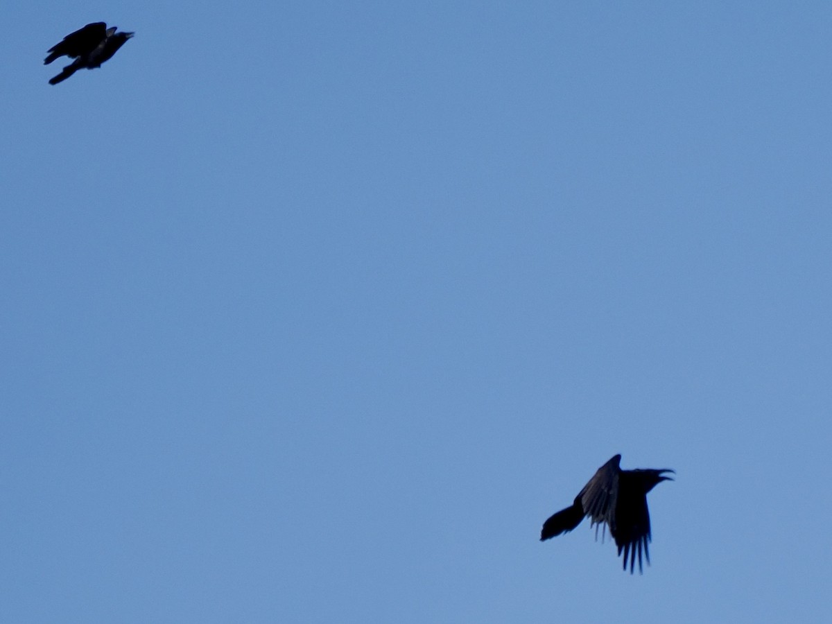 Common Raven - ML646379357