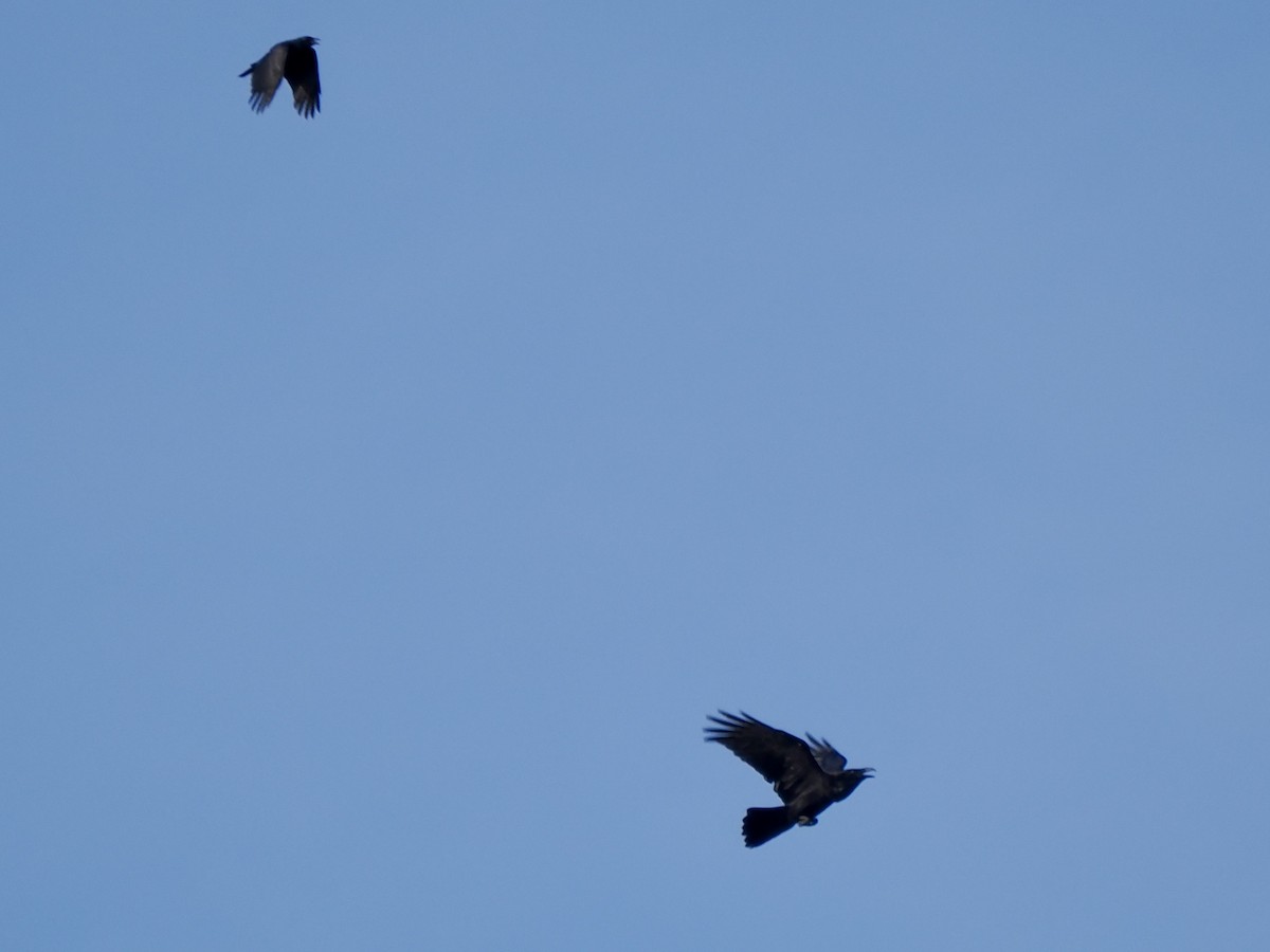 Common Raven - ML646379358