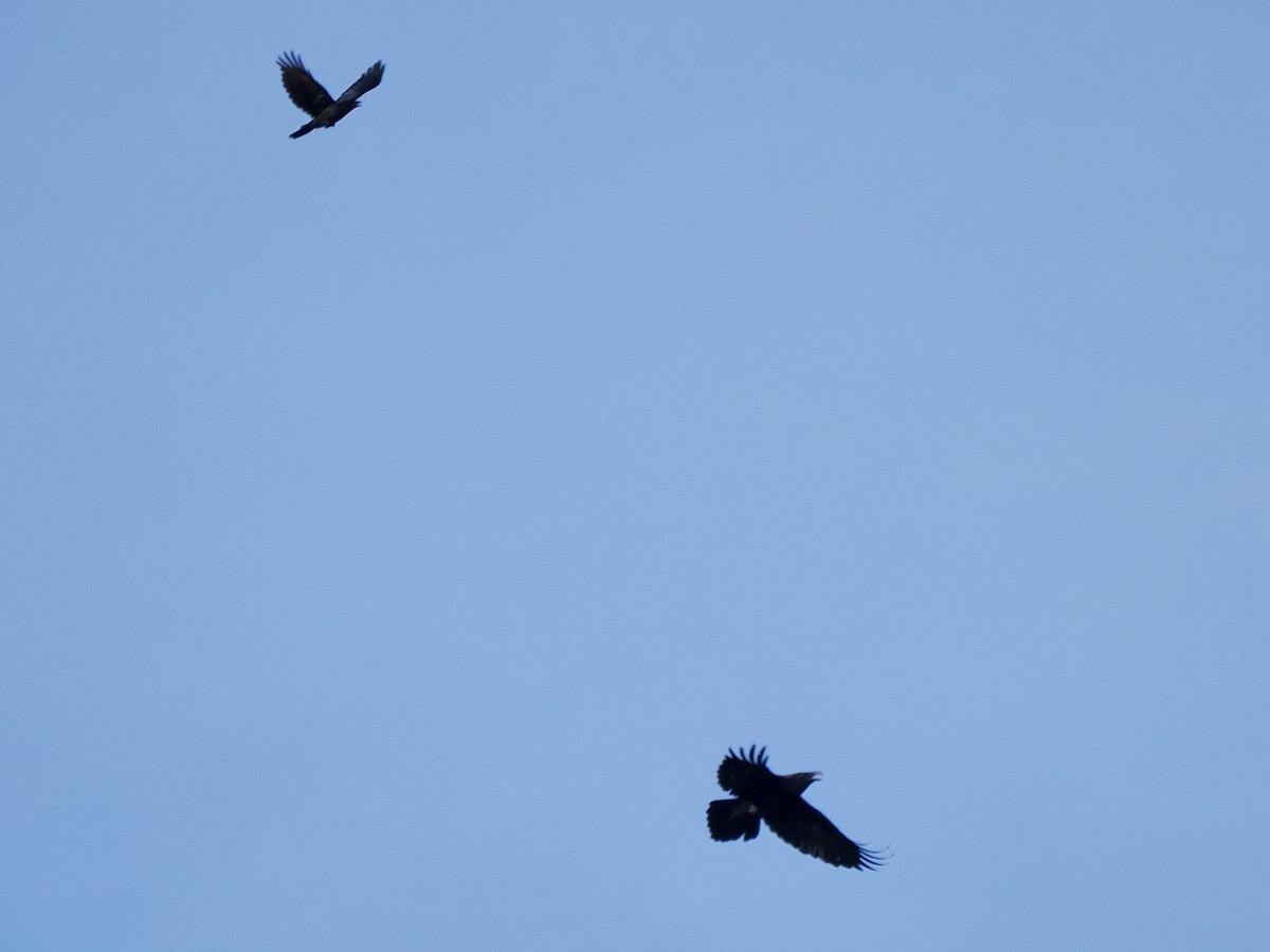 Common Raven - ML646379359