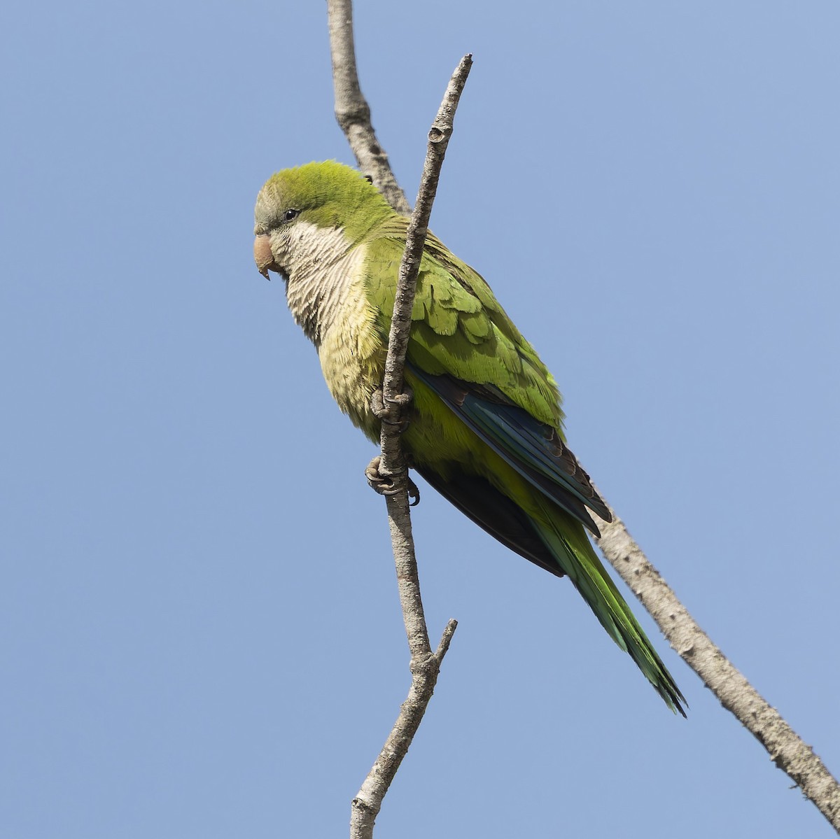 Monk Parakeet - ML646379362