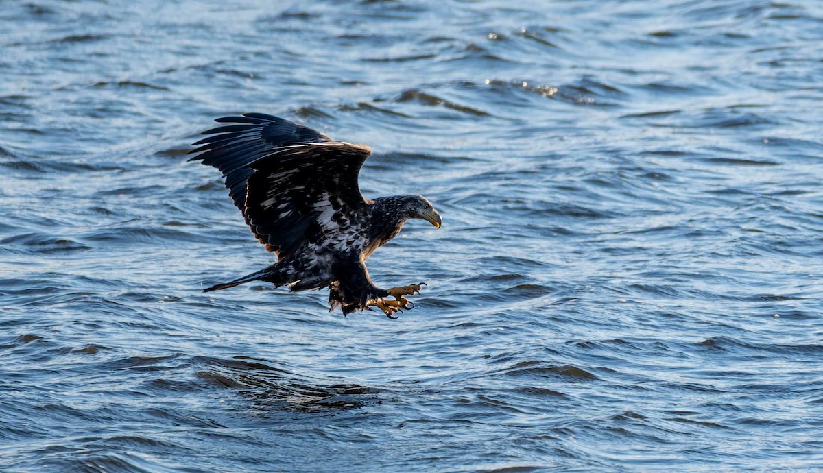 Bald Eagle - ML646379363