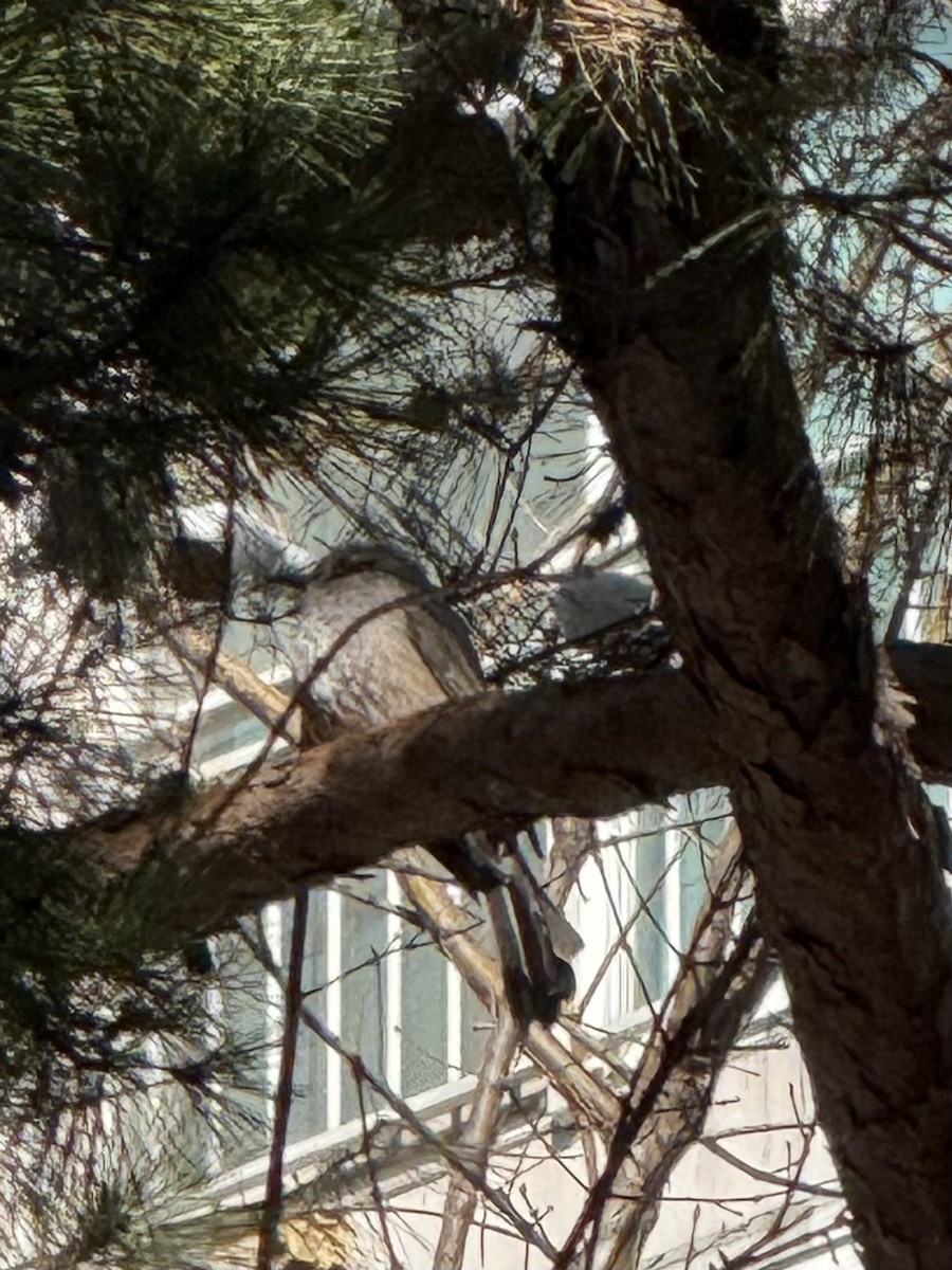 Brown-eared Bulbul - ML646379364