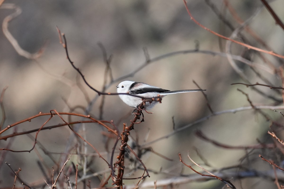 Long-tailed Tit (caudatus) - ML646379365