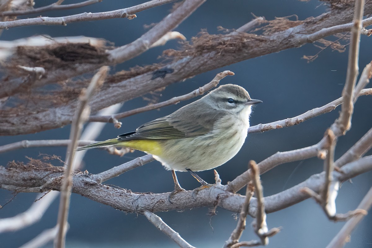 Paruline à couronne rousse (palmarum) - ML646379366