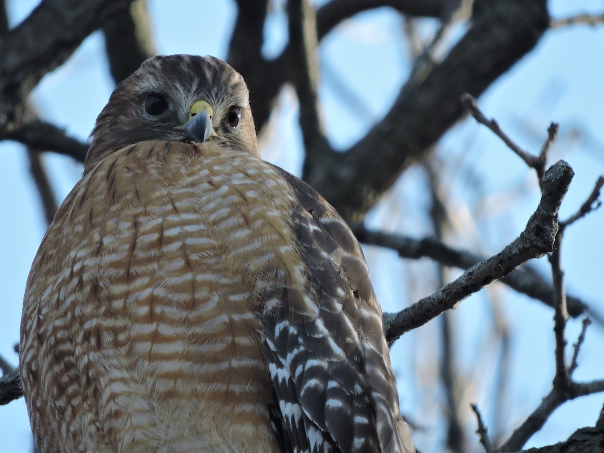 Red-shouldered Hawk - ML646379373
