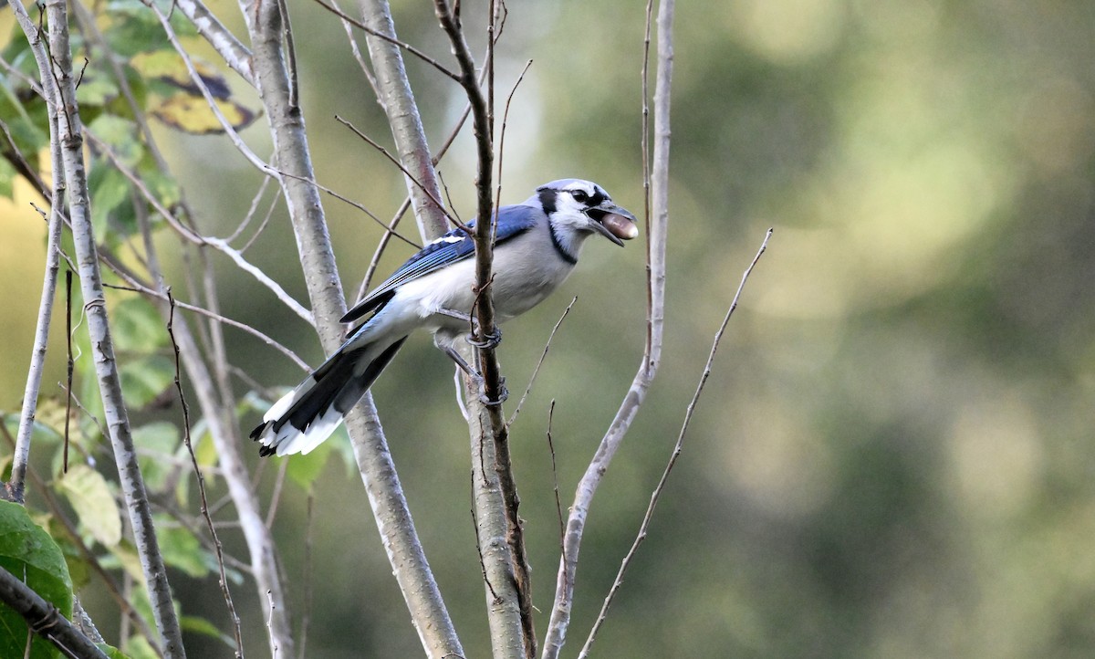 Blue Jay - ML646379374