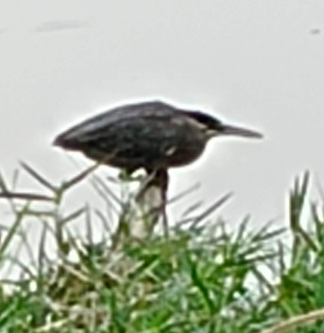 Little Heron - ML646379375