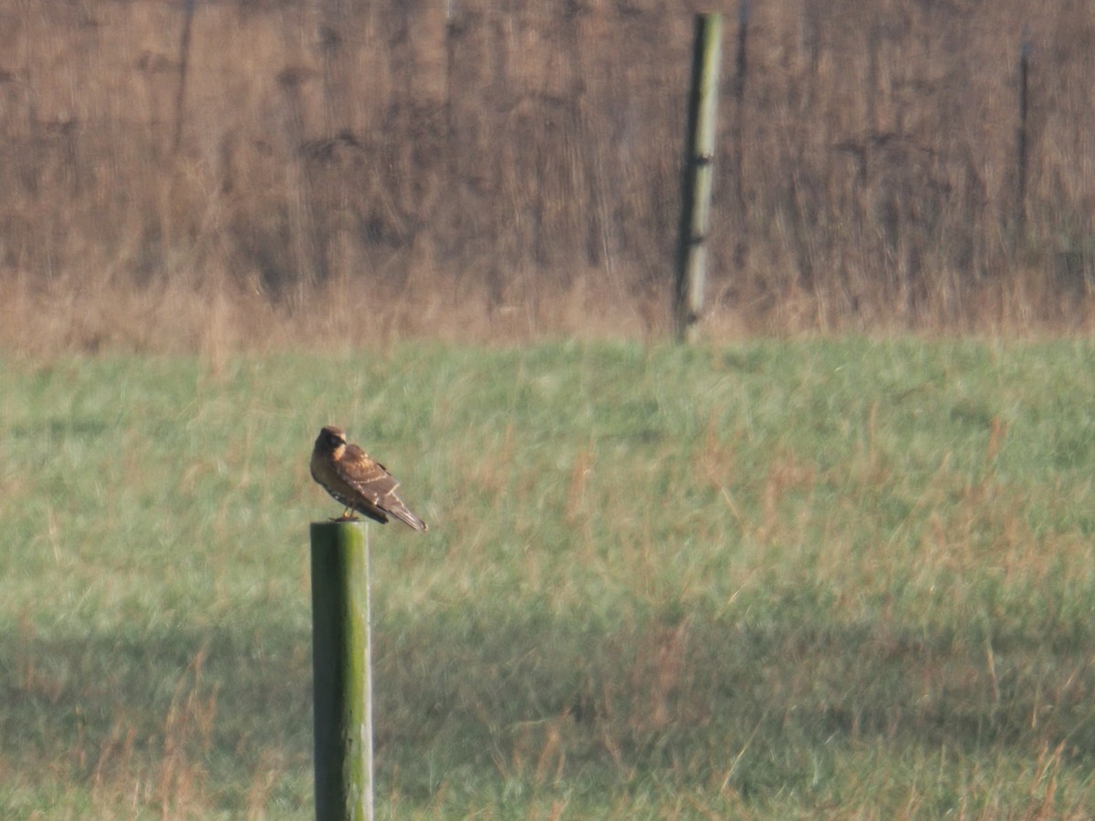 Northern Harrier - ML646379376