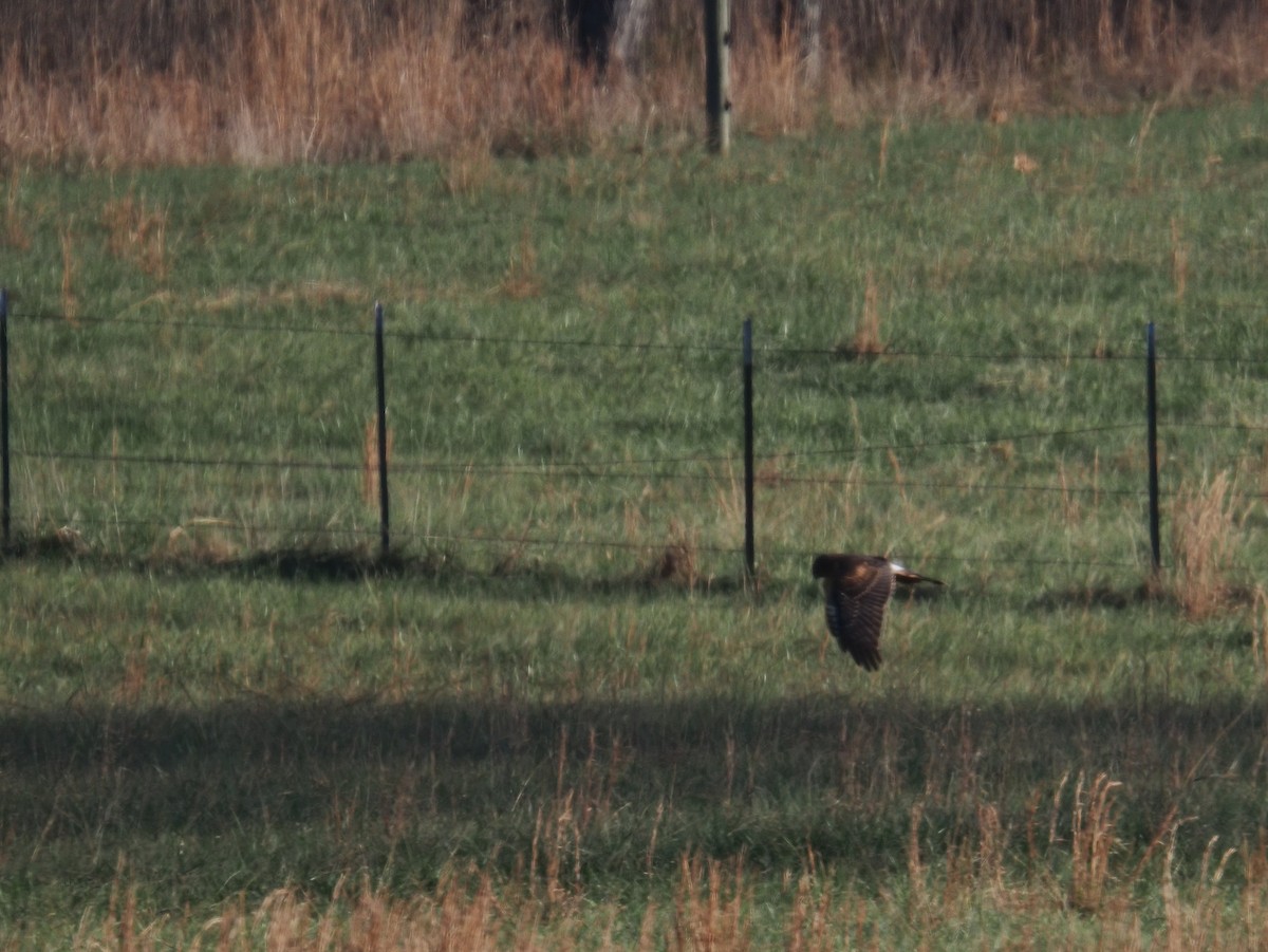 Northern Harrier - ML646379377