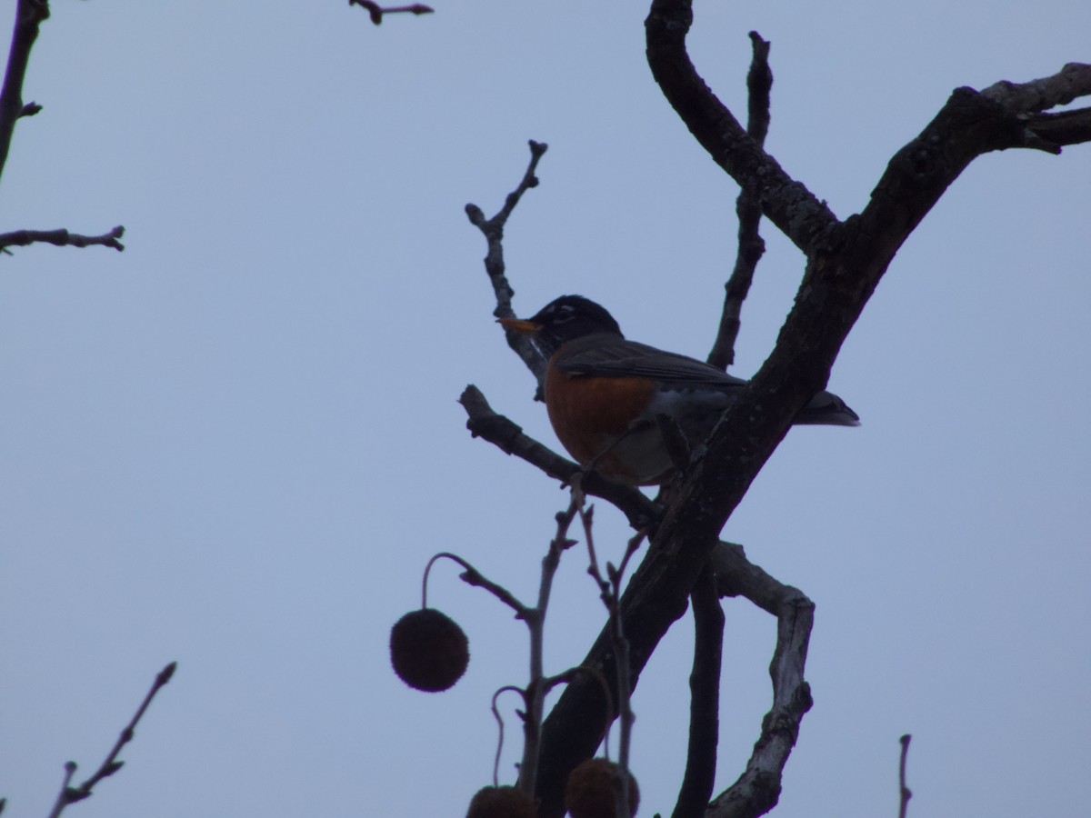 American Robin - ML646379378