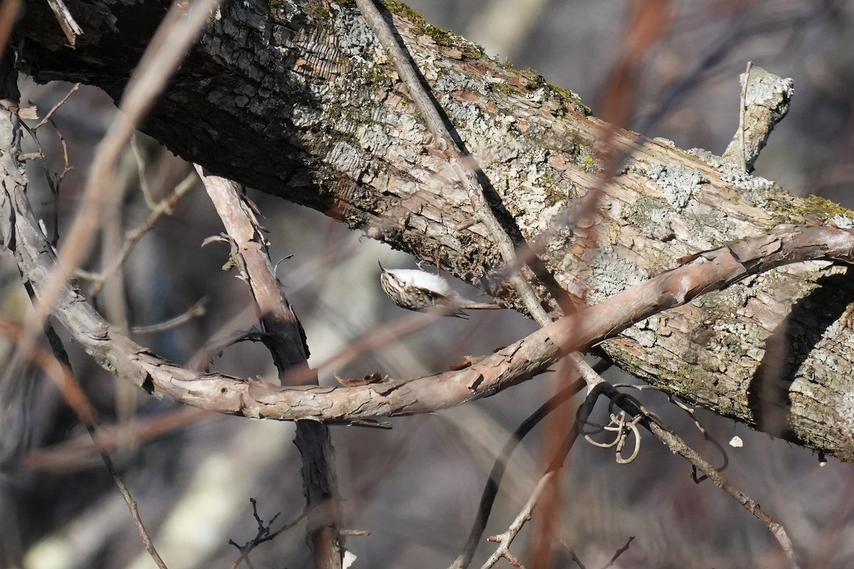 Eurasian Treecreeper - ML646379381