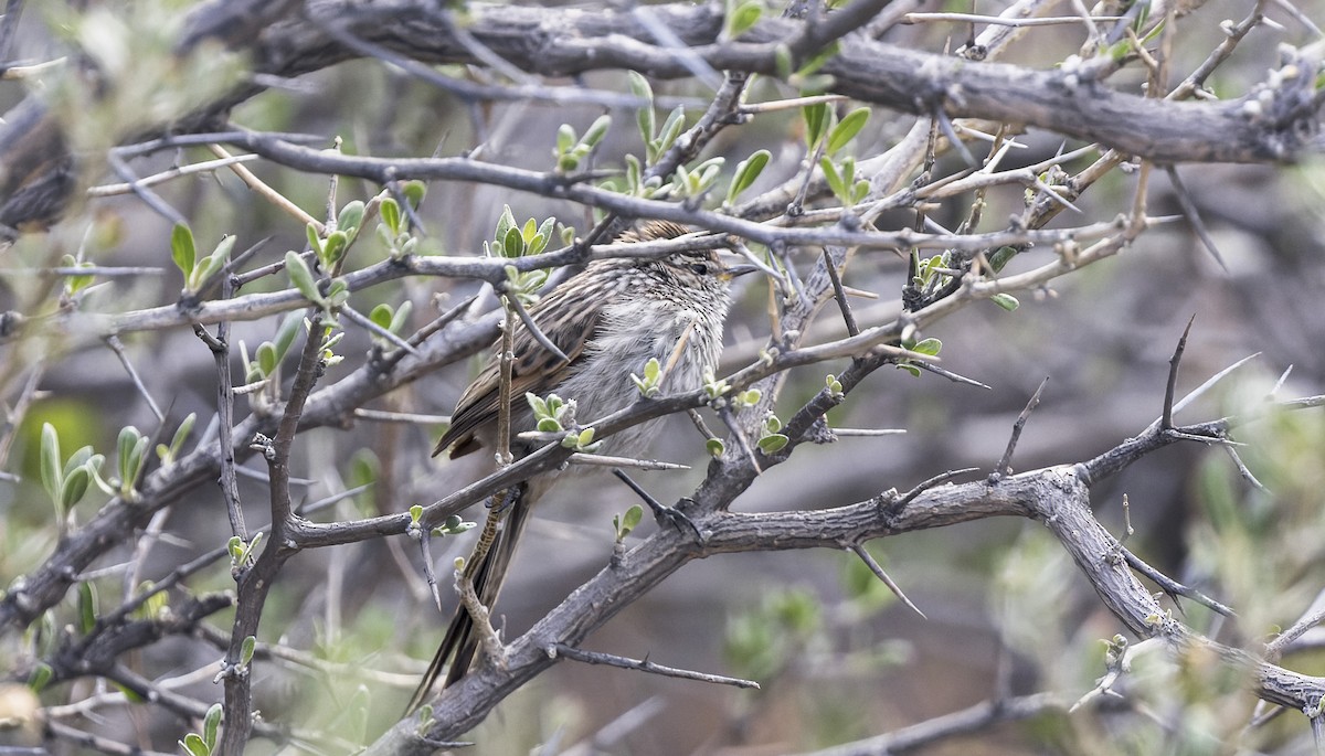 Streaked Tit-Spinetail - ML646379382