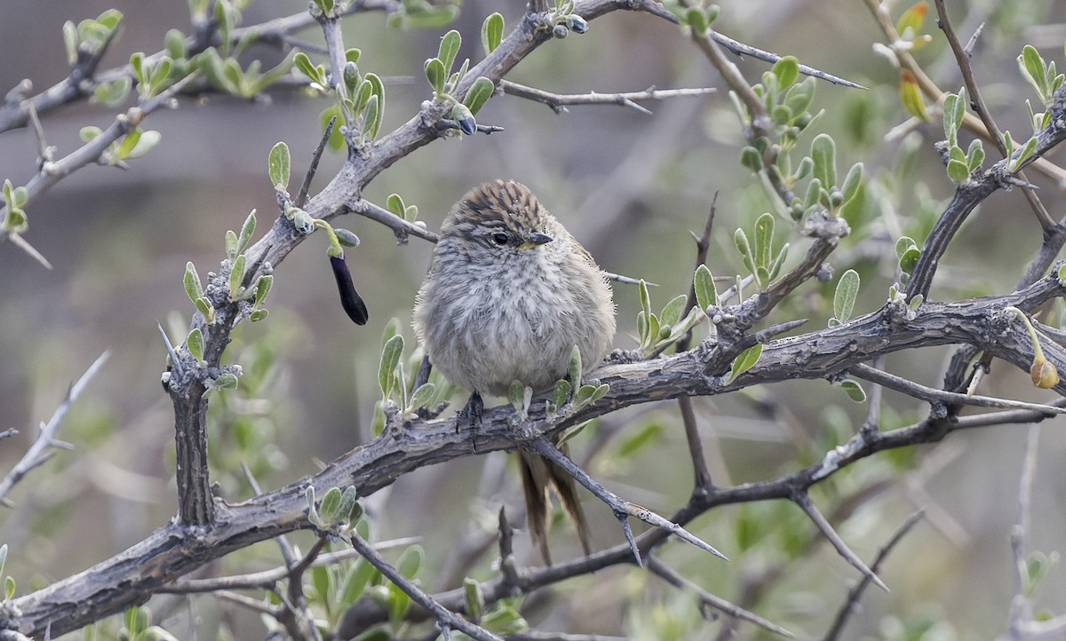 Streaked Tit-Spinetail - ML646379383