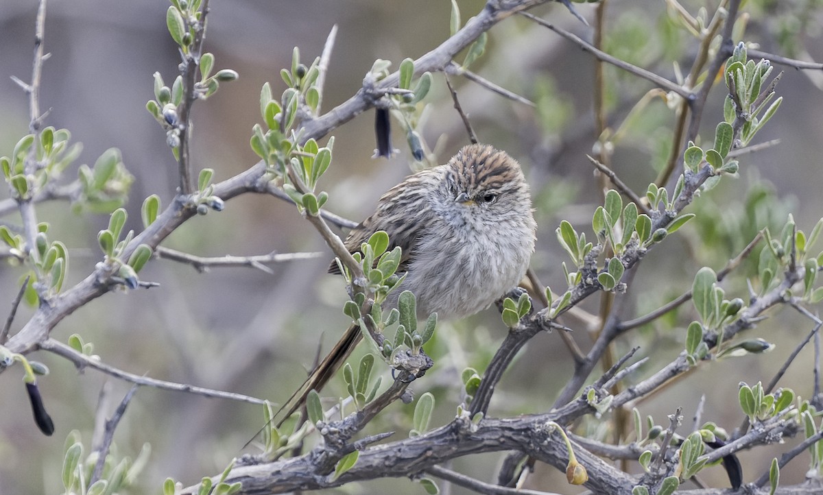 Streaked Tit-Spinetail - ML646379384