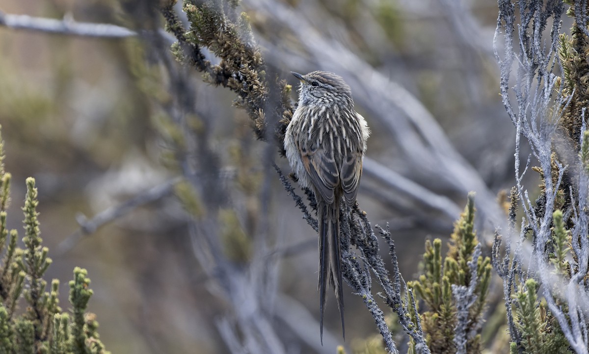 Streaked Tit-Spinetail - ML646379385