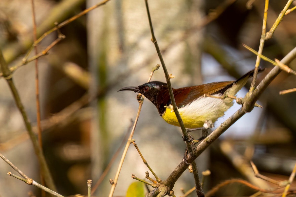 Purple-rumped Sunbird - ML646379386