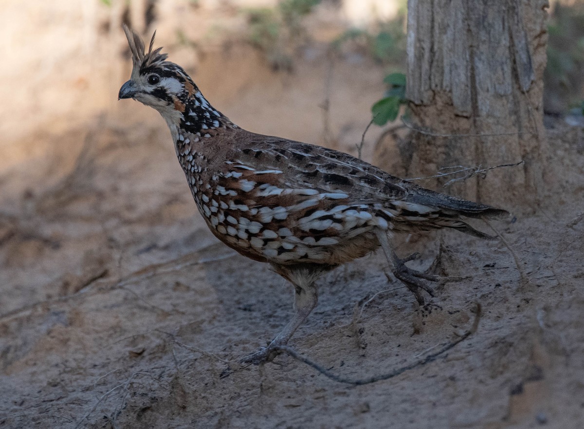 Crested Bobwhite - ML646379387