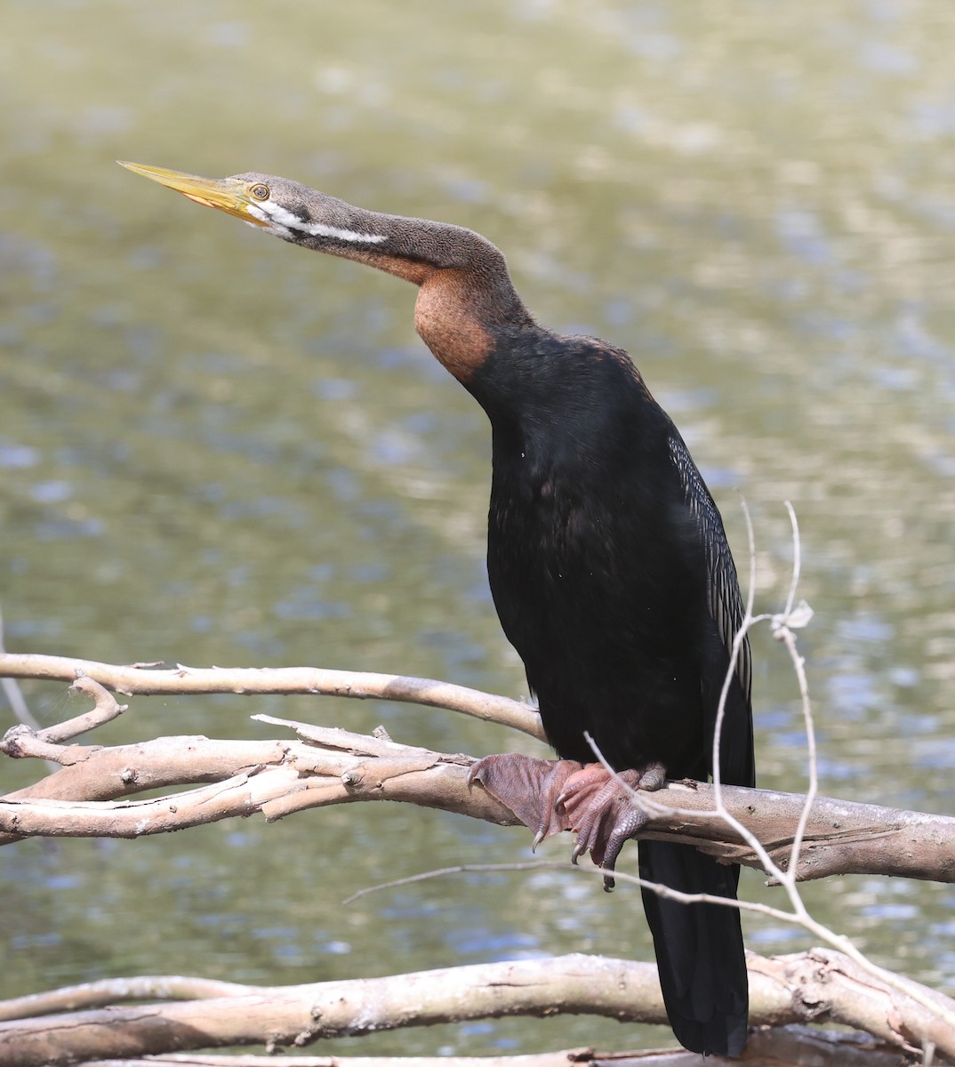 Australasian Darter - ML646379388