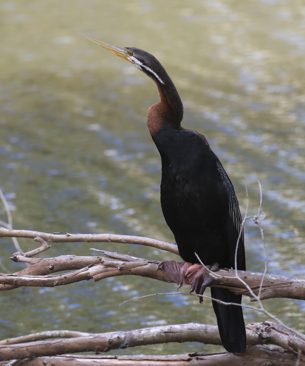 Australasian Darter - ML646379389