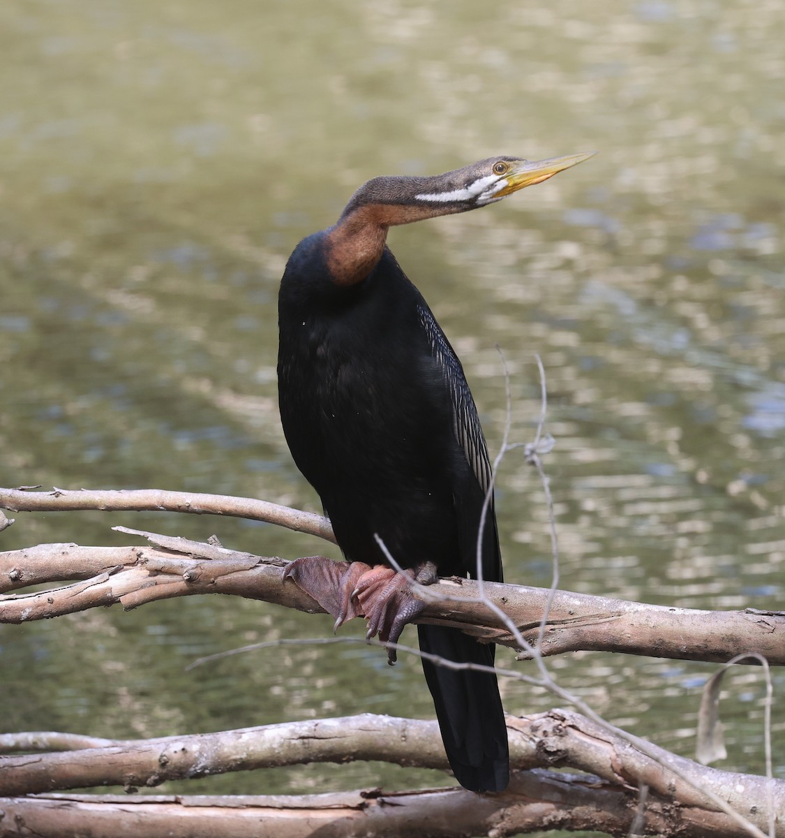 Australasian Darter - ML646379390