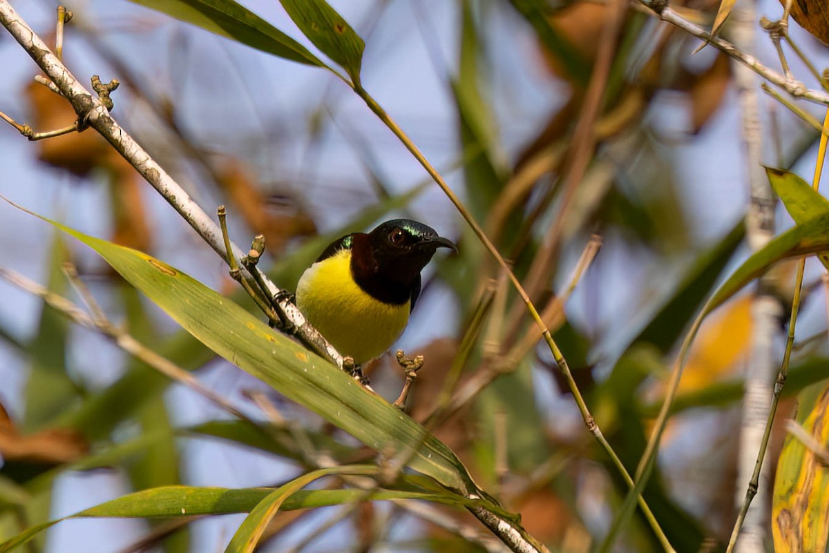 Purple-rumped Sunbird - ML646379391