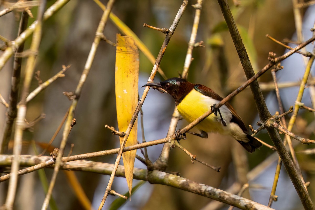Purple-rumped Sunbird - ML646379392