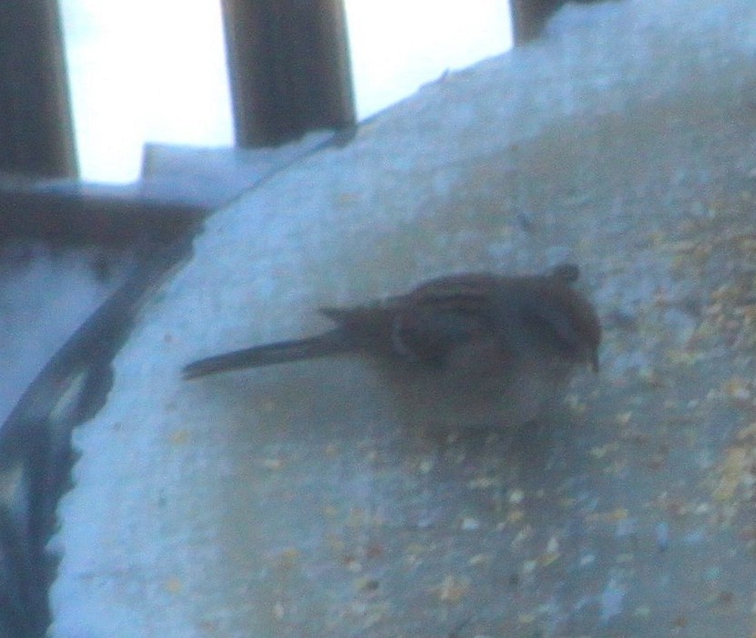 American Tree Sparrow - ML646379393