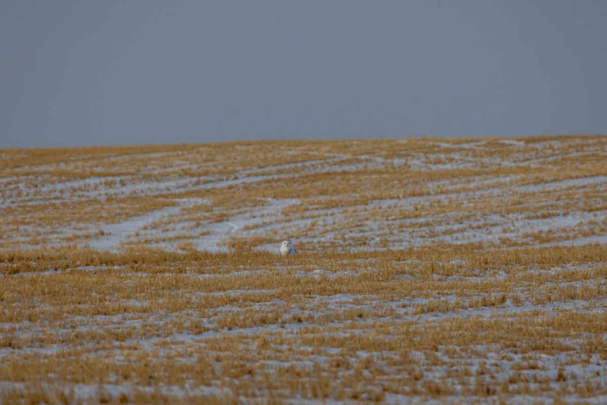 Snowy Owl - ML646379394
