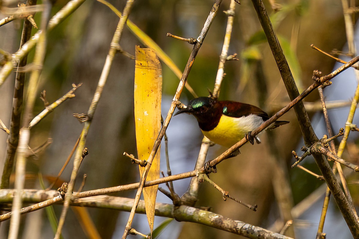 Purple-rumped Sunbird - ML646379401