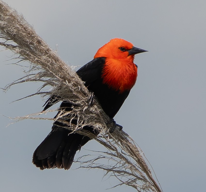 Scarlet-headed Blackbird - ML646379402