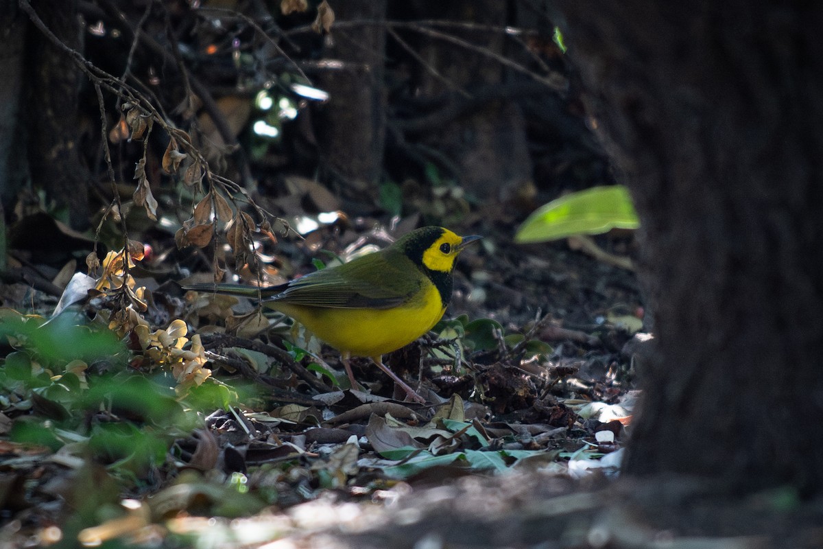 Hooded Warbler - ML646379404