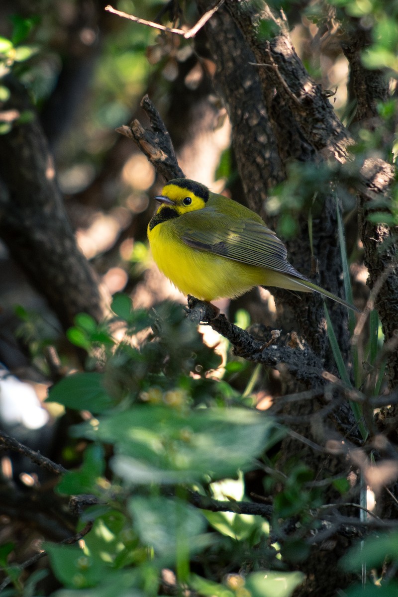 Hooded Warbler - ML646379405